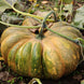 Pumpkin 'Fairytale' Seeds