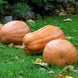 Pumpkin 'Kentucky Field' Seeds