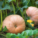 Pumpkin 'Mammoth Gold' Seeds