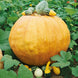Pumpkin 'Big Max' Seeds