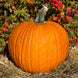Pumpkin 'Connecticut Field' Seeds