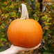 Pumpkin 'Small Sugar' Seeds