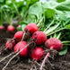 Radish 'Comet' Seeds