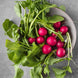 Radish 'Scarlet Globe' Seeds