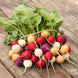 Radish 'Easter Egg' Seeds