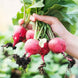 Radish 'German Giant' Seeds