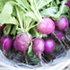 Radish 'Purple Plum' Seeds