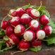 Radish 'White Tip' Seeds