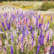 Delphinium 'Imperial Mix' Seeds
