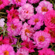 Portulaca 'Pink Passion Mix' Seeds