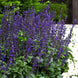 Salvia 'Big Blue' Seeds