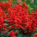 Salvia 'Blaze of Fire' Seeds