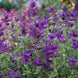 Salvia 'Blue Monday' Seeds
