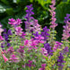 Salvia 'Tricolor Mix' Seeds