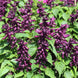 Salvia 'Estella Purple' Seeds