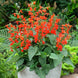 Salvia 'Scarlet' Seeds
