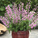 Salvia 'Summer Lavender' Seeds