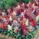 Salvia 'Vista Mix' Seeds