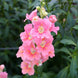 Antirrhinum 'Light Pink' Seeds