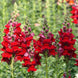 Antirrhinum 'Defiance' Seeds