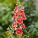 Antirrhinum 'Orange Bicolor' Seeds