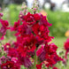 Antirrhinum 'Red' Seeds