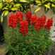 Antirrhinum 'Orange Scarlet' Seeds