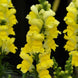 Antirrhinum 'Sonnet Yellow' Seeds