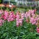 Antirrhinum 'The Rose' Seeds