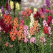 Antirrhinum 'Tetra Mix' Seeds