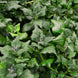 Spinach 'New Zealand' Seeds