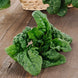 Spinach 'Noble Giant' Seeds
