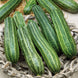 Zucchini 'Cocozelle' Seeds