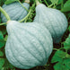 Squash 'Hubbard Blue' Seeds