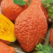 Squash 'Hubbard Golden' Seeds