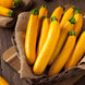 Zucchini 'Golden' Seeds