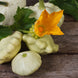 Squash 'Scallop' Seeds