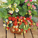 Strawberry 'Rainbow Treasure' Seeds
