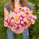 Helichrysum 'Bright Rose' Seeds