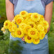 Helichrysum 'Golden Yellow' Seeds