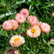 Helichrysum 'King Size Salmon' Seeds