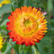 Helichrysum 'King Size Orange' Seeds