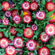 Helichrysum 'Purple Red' Seeds