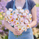 Helichrysum 'Silvery Rose' Seeds