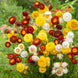 Helichrysum 'Sunny Mix' Seeds