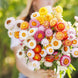 Helichrysum 'Swiss Giant Mix' Seeds