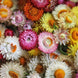 Helichrysum 'Tom Thumb Mix' Seeds