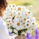 Helichrysum 'White' Seeds