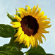 Sunflower 'Black Russian' Seeds