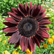 Sunflower 'Chocolate Cherry' Seeds